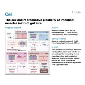 1503-Intestinal Muscle Plasticity Instructs Gut Size
