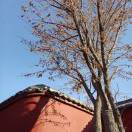 风展红旗如画_shPd