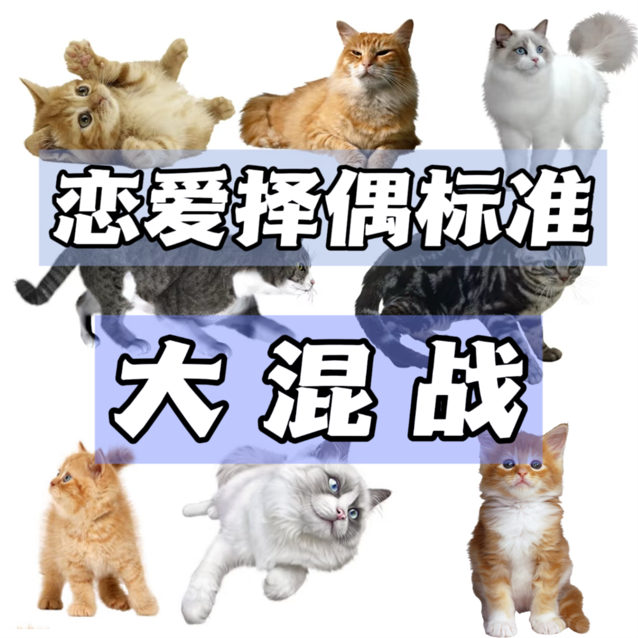 09 ｜恋爱择偶标准大混战！ episode artwork