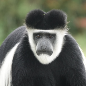 VOL46：「入非Day2-3」蝙蝠当街生娃？这才是非洲的真实日常