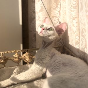 podcaster-avatar