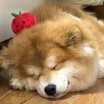 打破砂锅吃米线