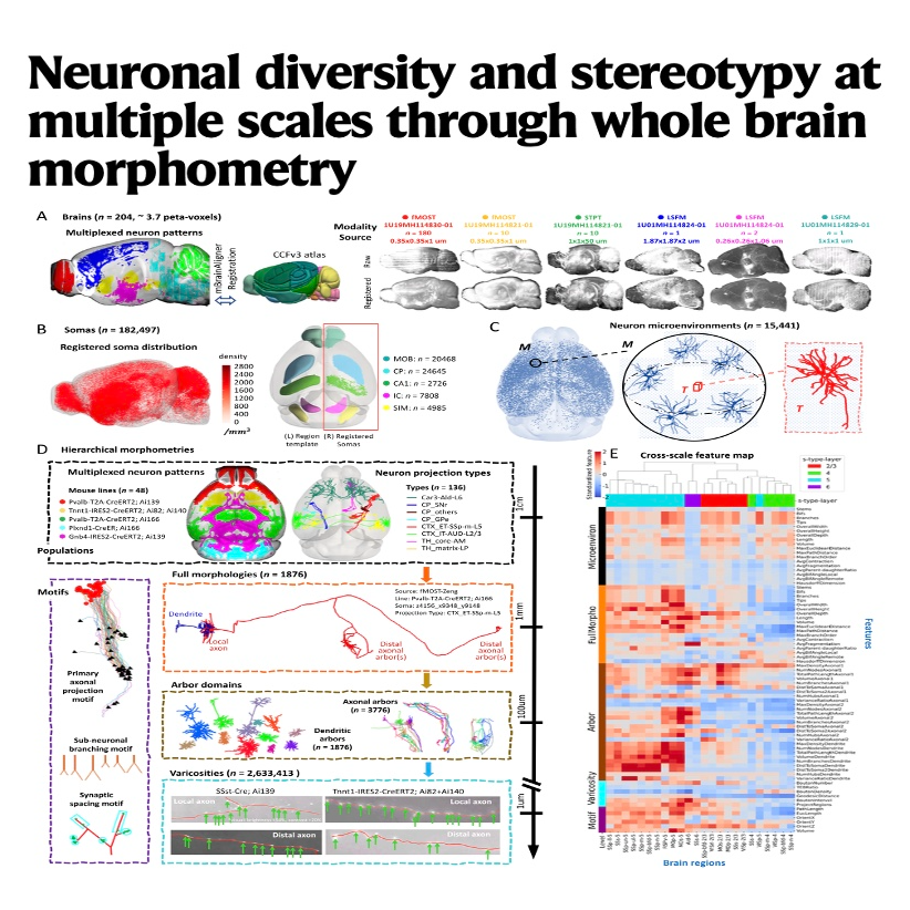 607-Multiscale Morphometry of the Whole Mouse Brain Database