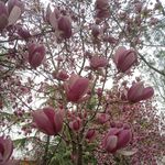 芹芹芹芹