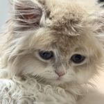 wuli敏敏