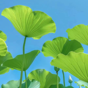 VOL179.我要爱，要生活。要把眼前的一世当做一百世一样。