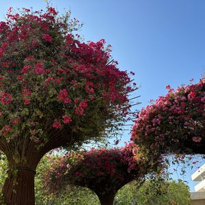 podcaster-avatar