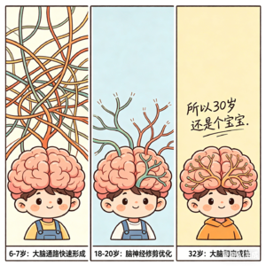 大脑重塑指南V05: 32岁大脑重启，我们如何与自己的神经时钟握手言和？
