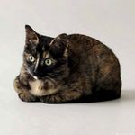 很难特立独行的猪