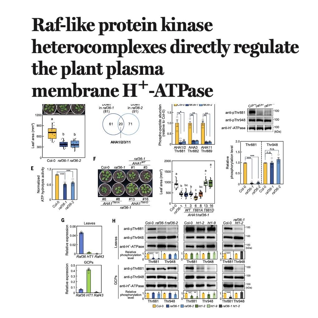 1061-Raf Kinase Complexes Regulating Proton Pump Activation episode artwork