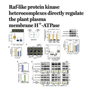 1061-Raf Kinase Complexes Regulating Proton Pump Activation
