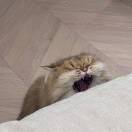 慵懒小人