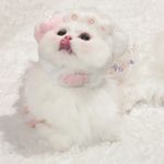 小可爱z