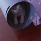 这个猫_jDlo