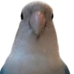 小猫咪驾驶老头闯红灯逃逸