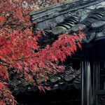 逢春zhuzhu
