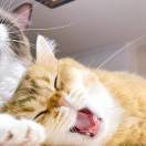 猫冬_zNPn