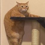 江猪子