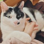 sweetpiggy