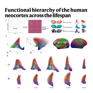 813-Functional Hierarchy of Neocortex Across the Lifespan