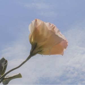 podcaster-avatar