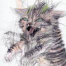知道一切的猫