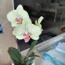 Ivy_每日练习表达