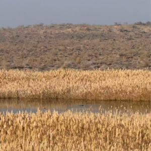 12 新疆「声音日记」:人的柔软,应该为这种时刻存在