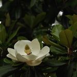 绮柠