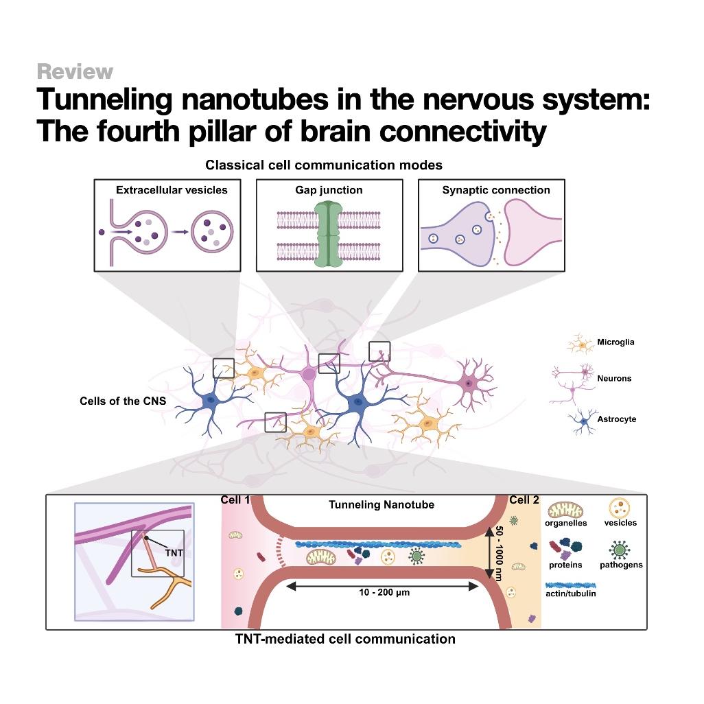 1519-Tunneling Nanotubes-Fourth Pillar of Brain Connectivity episode artwork