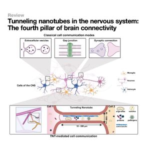 1519-Tunneling Nanotubes-Fourth Pillar of Brain Connectivity