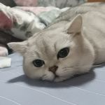 bjsfdxzm