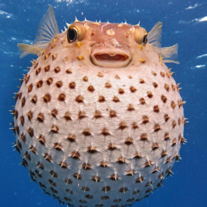 E51:清明前的那一口“鲜”！不能错过的明前美食