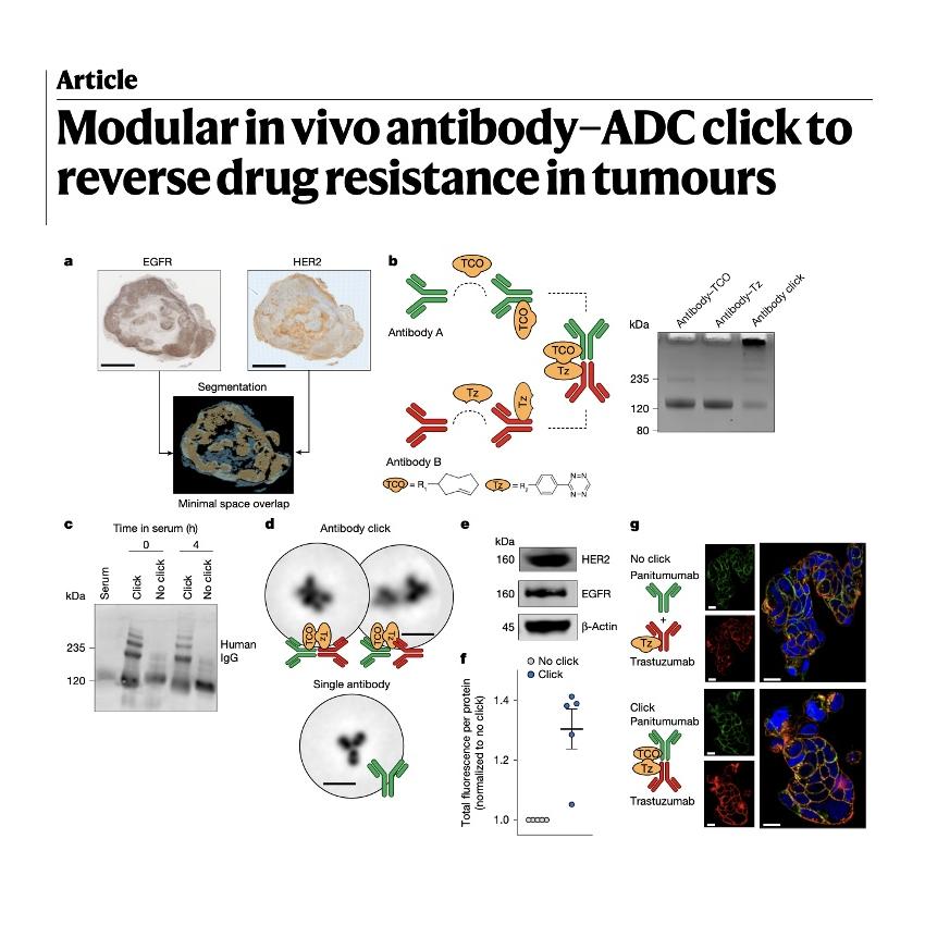 1386-Modular In Vivo Antibody-ADC Click Therapy episode artwork