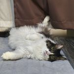 每个自然卷都是狮子王