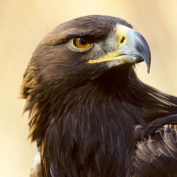 恶臭的西班牙语女老师