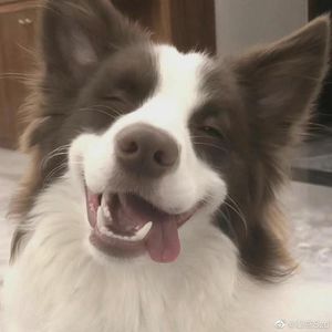 咝咝的个人播客