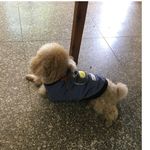 爱跑步的二愣子