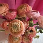 冰淇淋小兔耳朵