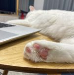 血旺抱着猫