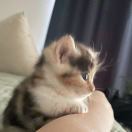 小蚂蚁善哉善哉