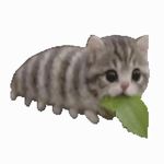 困糕木耳