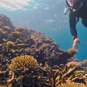 BBC Newsround｜科学家是如何帮助珊瑚的