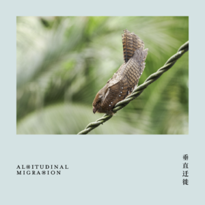 随便聊点鸟｜油夜鹰与黑田鸡