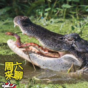 伍拾陆 - 一个很短很奇葩的案件