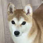 老弓_