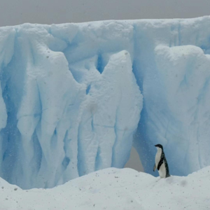 27. 南极旅行回忆：人生好玩的往往是支线任务
