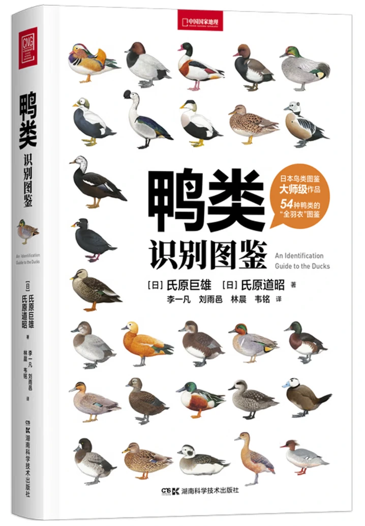 鸭类识别图鉴
