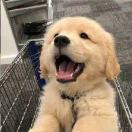 爱听博客的小狗