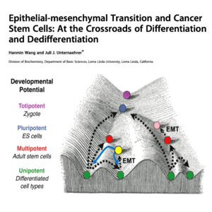 643-上皮间充质转化与癌症干细胞:分化与去分化的交汇